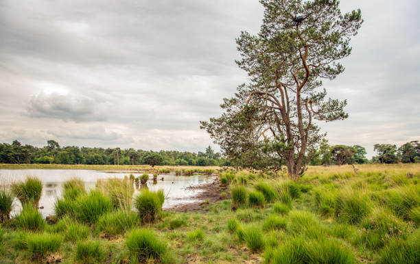le pin sylvestre grand arbre contre un ciel nuageux dans une réserve naturelle néerlandaise - ecological reserve tree reflection land feature photos et images de collection