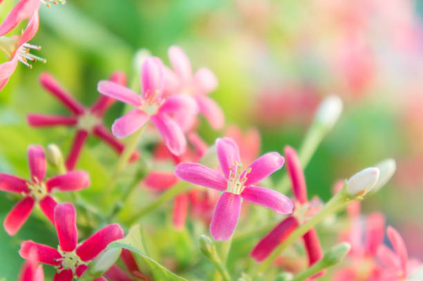 rangoon creeper blumen honig chinesisch saugreflex, drunen seemann blumen, blüten rosa blumen - drunen stock-fotos und bilder