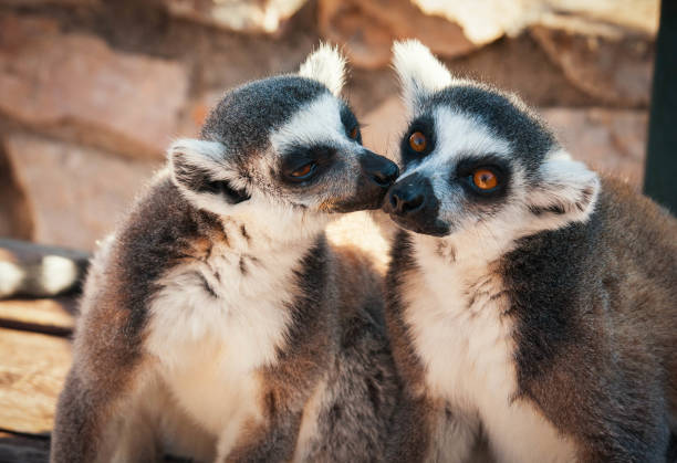 Couple of cute lemurs, one tenderly licking the other on a cheekPicture of a cute and funny baby lemur sitting on a log holding its tail