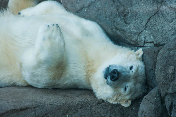 istock Portrait of a polar bear 821543742