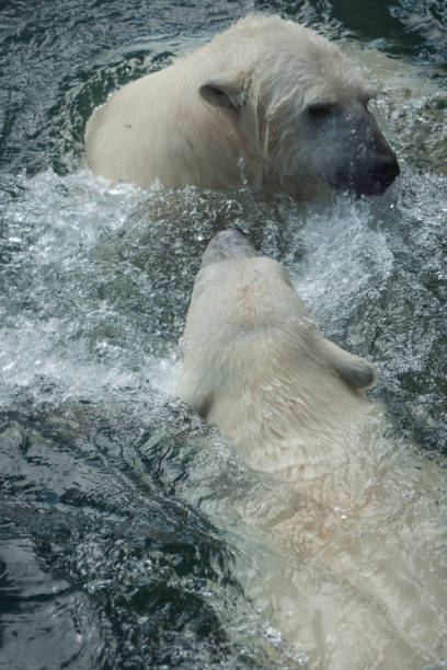 istock Portrait of a polar bear 821544076