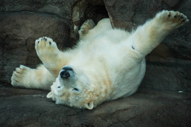istock Portrait of a polar bear 821544160