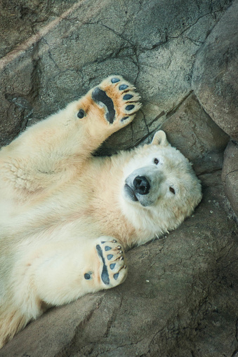 Picture of a beautiful and cute polar bearPortrait of a polar bear