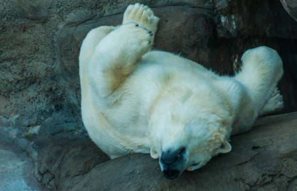 istock Portrait of a polar bear 821544388