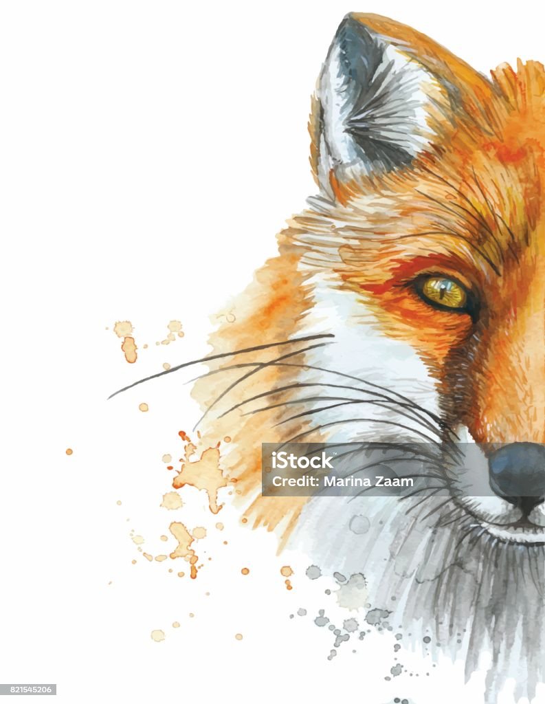 Aquarell, Zeichnung von einem Tier Säugetier der Rotfuchs, einen wilden Fuchs - Lizenzfrei Fuchs - Wildhund Vektorgrafik