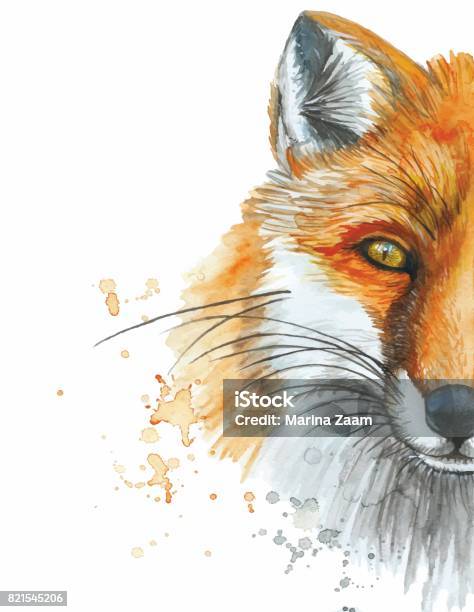 Watercolor Drawing Of An Animal Mammal Of A Red Fox A Wild Fox Stock Illustration - Download Image Now