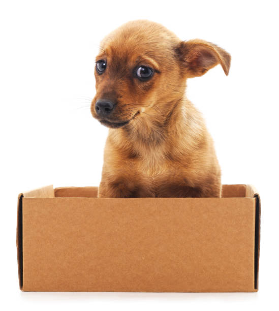 istock Brown puppy in a box. 821548124