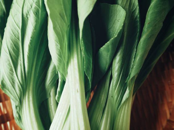 Bok choy chinese cabbage