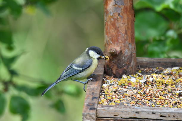 istock blue titmouse eats seeds in the fodder rack 821556116