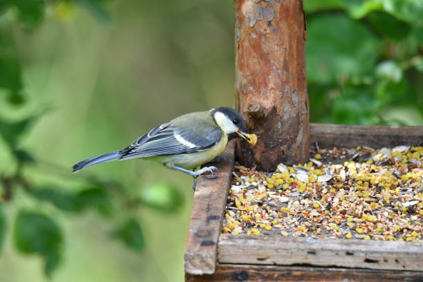 istock blue titmouse eats seeds in the fodder rack 821556276