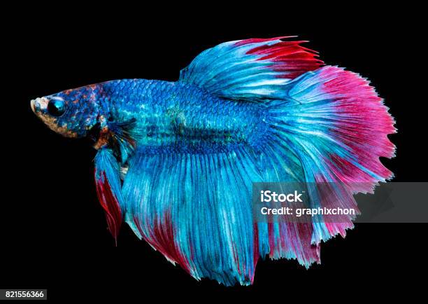 Betta Splendens Siamese Fighting Fish Isolated On Black Background Half Moon Stock Photo - Download Image Now