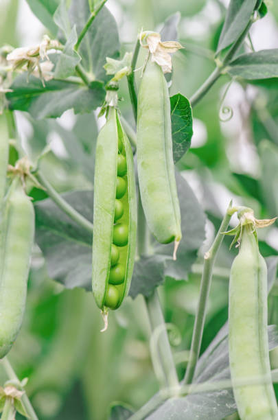 istock Ripe green pea. Young pea pod 821558572