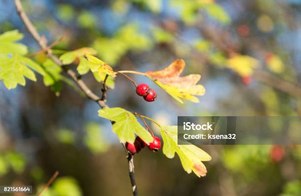 Hawthorn Berries Stock Photo - Download Image Now - Autumn, Berry, Bush