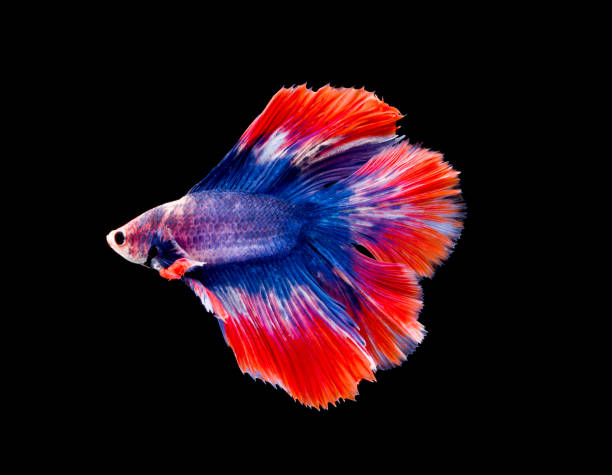 istock Betta fish, siamese fighting fish, betta splendens isolated on black background 821562878