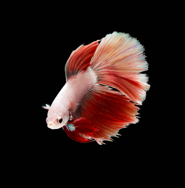 istock Betta fish, siamese fighting fish, betta splendens isolated on black background 821562898