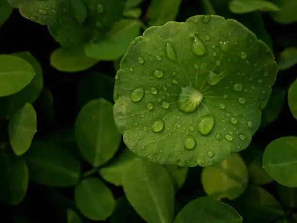 Close-up and top view image of dew on Centella asiatica leaf (Asiatic leaf, Asiatic pennywort or Indian pennywort) after the rain in the dark. It is native to wetlands in Asia. It is used as a culinary vegetable and as medicinal herb.