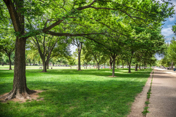 istock Many trees with shadow and sunlight in Washington DC parks 821568806