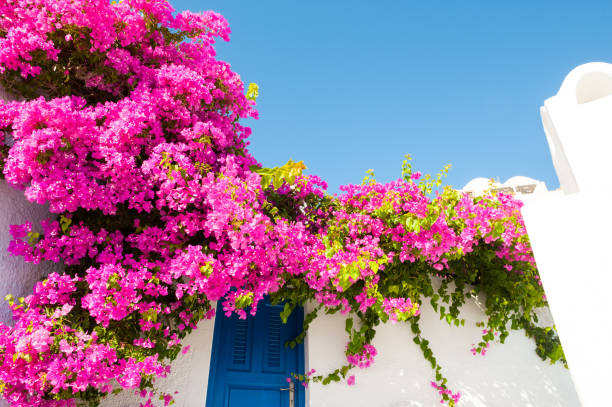 istock White-blue architecture and pink flowers 821569572