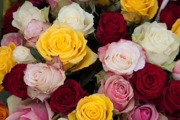 istock Many colorful rose blooms 821569620