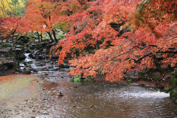 istock Autumn Laves at Nara Park in Nara 821572450