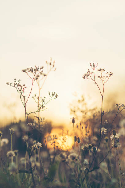 istock tropical flower in plants park, vintage filter image 821586138