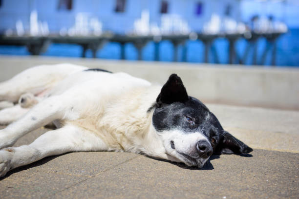 Street dog resting on sidewalk next to beach
