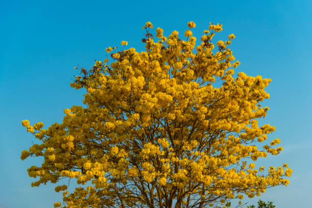 istock tropical flower in plants park, vintage filter image 821586570