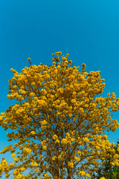 istock tropical flower in plants park, vintage filter image 821586576