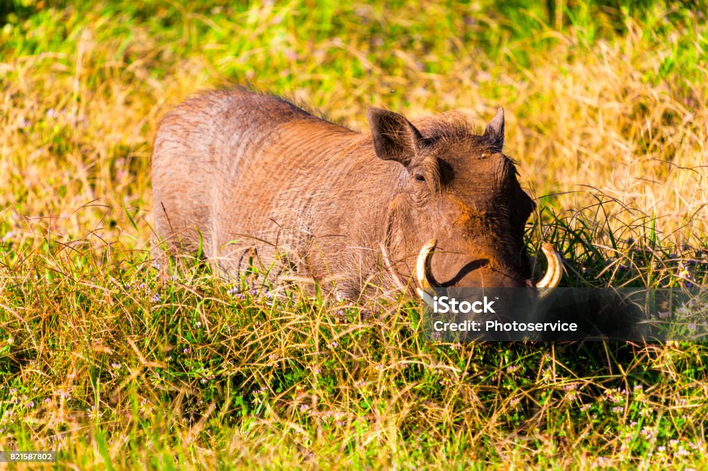 Pumba Stock Photo - Download Image Now - Acacia Tree, Africa, Animal - iStock Pumba Stock Photo - Download Image Now - Acacia Tree, Africa, Animal - iStock