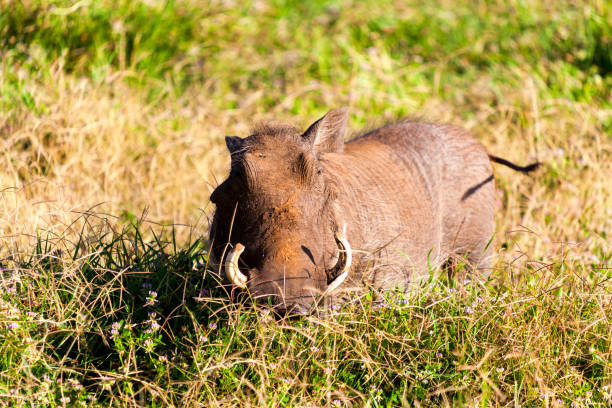 Pumba Stock Photo - Download Image Now - Acacia Tree, Africa, Animal - iStock Pumba Stock Photo - Download Image Now - Acacia Tree, Africa, Animal - iStock