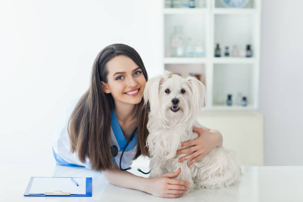 piękny uśmiechnięty lekarz weterynarii i uroczy biały pies - portrait animal hospital embracing holding zdjęcia i obrazy z banku zdjęć