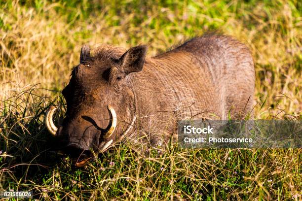 Pumba Stock Photo - Download Image Now - Acacia Tree, Africa, Animal - iStock Pumba Stock Photo - Download Image Now - Acacia Tree, Africa, Animal - iStock