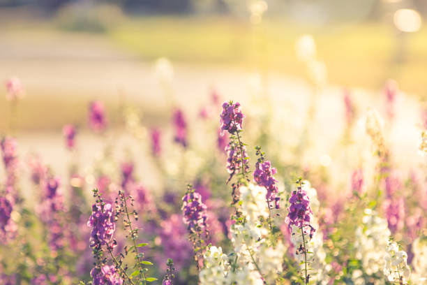 istock The beautiful flower garden 821588302