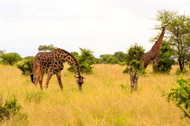 istock Giraffes in the Wild 821588564