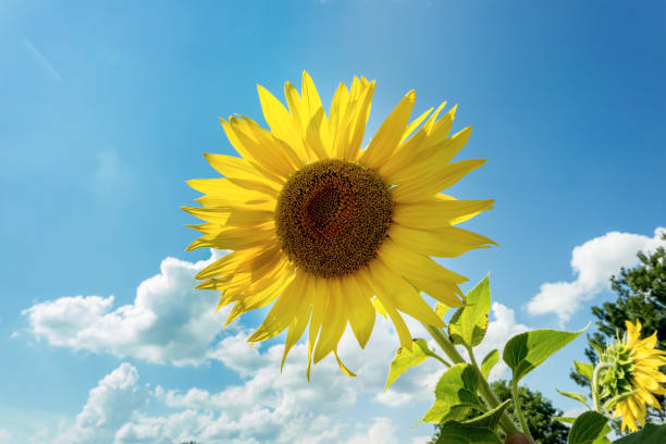 istock Field with sunflowers on a sunny day 821593238