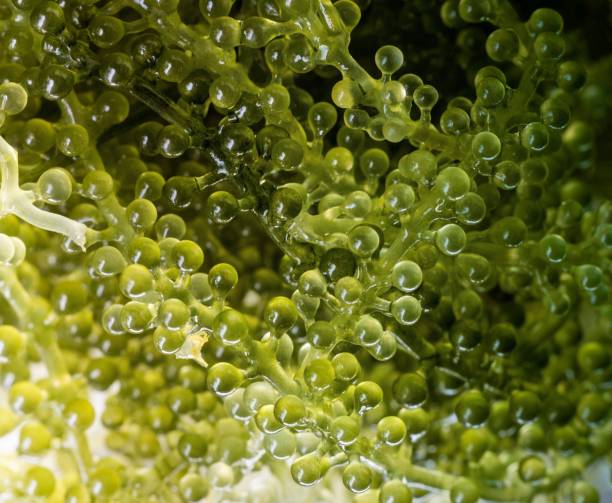 istock Grape Seaweed Food
Selective Focus Photography 821593242