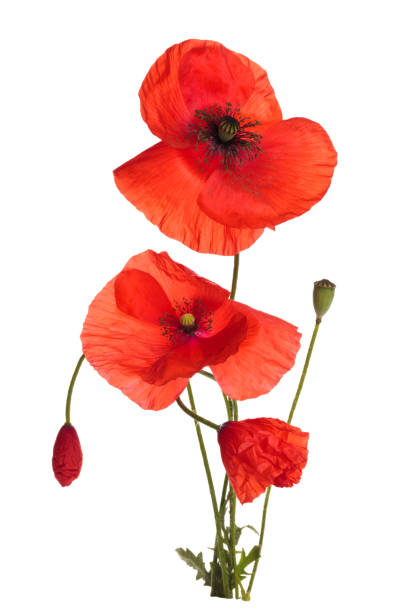 istock Bouquet of poppies. 821594064