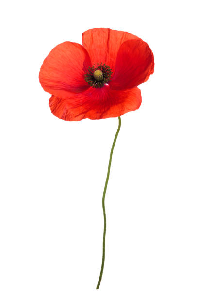 istock Bouquet of poppies. 821594078