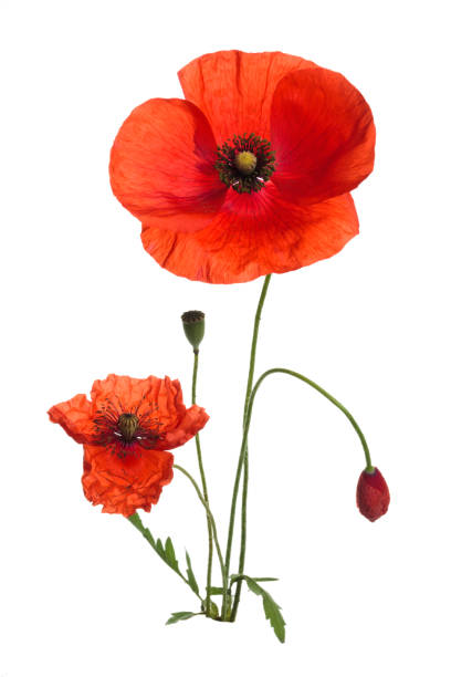 istock Bouquet of poppies. 821594080