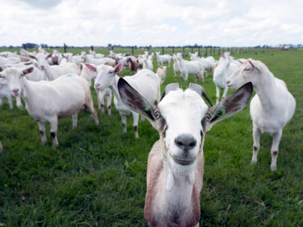 istock white goats in green grassy dutch meadow 821594738