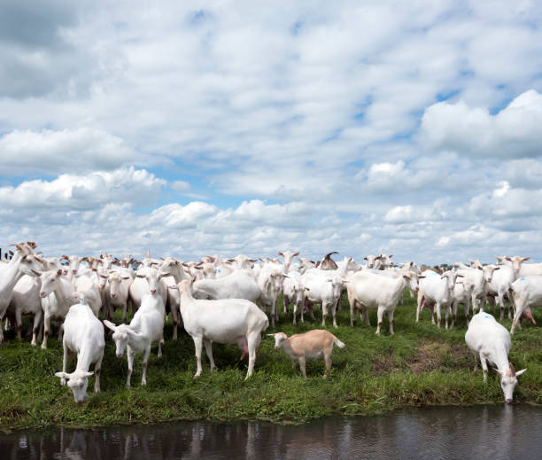 istock white goats in green grassy dutch meadow 821594762