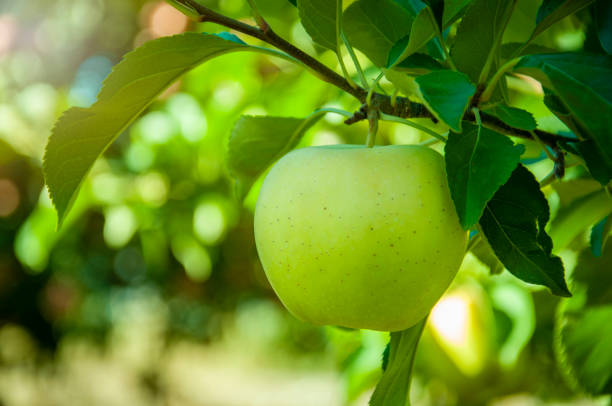 grüner apfel auf dem baum - red delicious apple stock-fotos und bilder