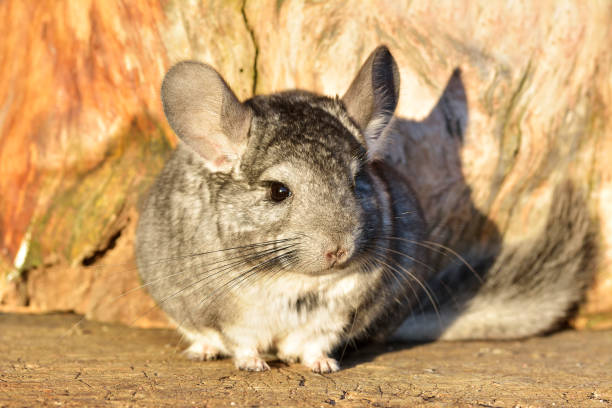 istock Gray Chinchilla on a wood background outdoor 821604604