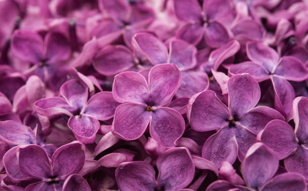 fleurs lilas bouchent dans studio - quadriphyllous photos et images de collection