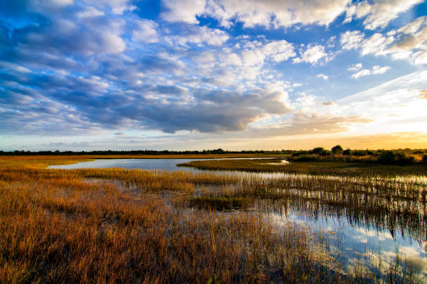 River of Grass Sunset The sun sets over the FLorida Everglades everglades national park photos stock pictures, royalty-free photos & images