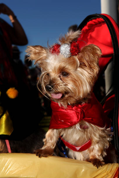 istock Haute Dog Howl'oween Parade 821608344