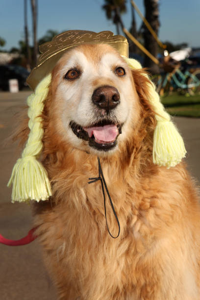 istock Haute Dog Howl'oween Parade 821608570