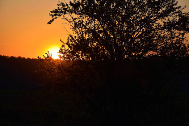 istock In the evening, the tree silhouette 821608640
