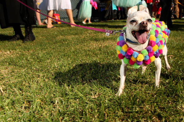 istock Haute Dog Howl'oween Parade 821608670