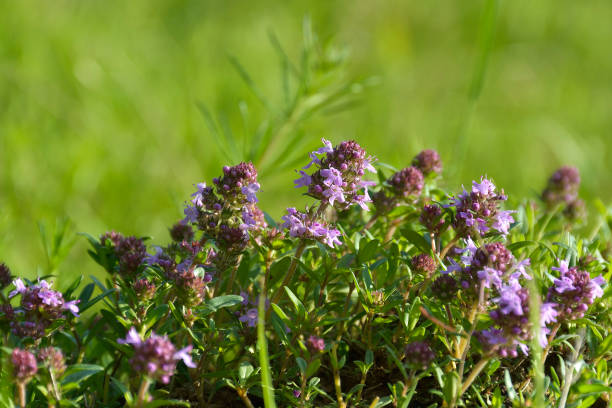istock Thymus serpyllum, Breckland thyme, wild thyme or creeping thyme 821608872